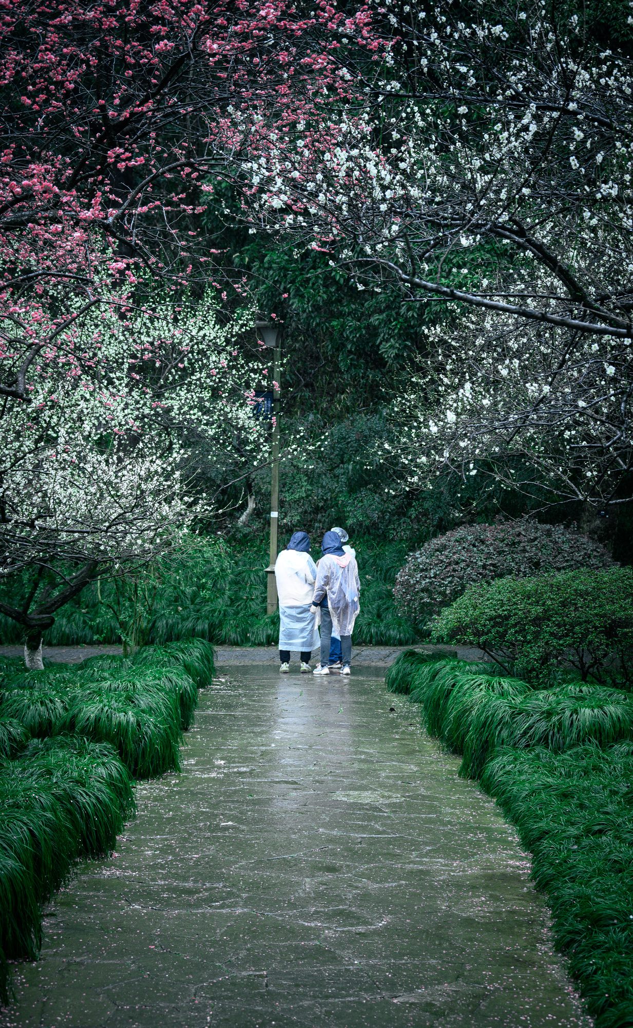 雨中梅径