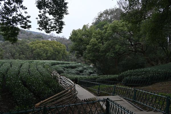茶田
