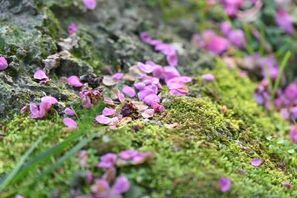 苔上春痕