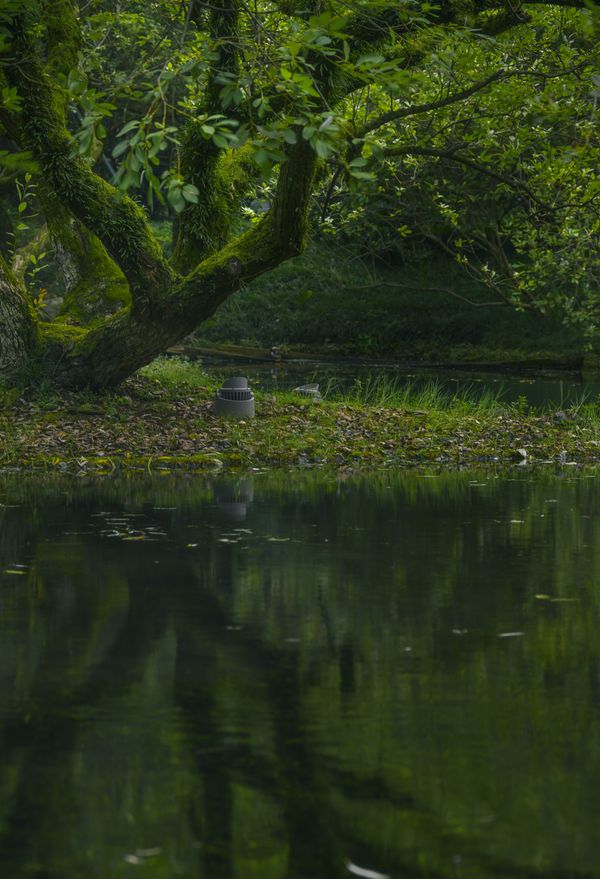 苔树映潭