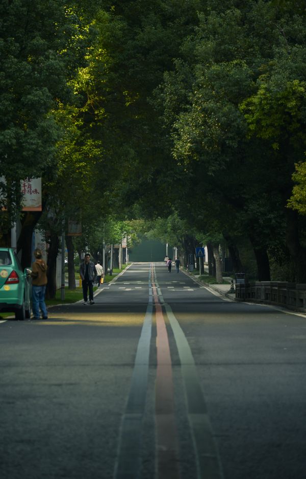 林荫道