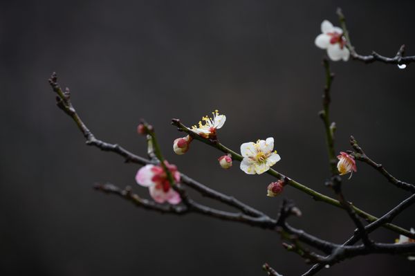 雨梅